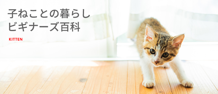子ねことの暮らしビギナーズ百科 KITTEN