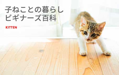 子ねことの暮らしビギナーズ百科