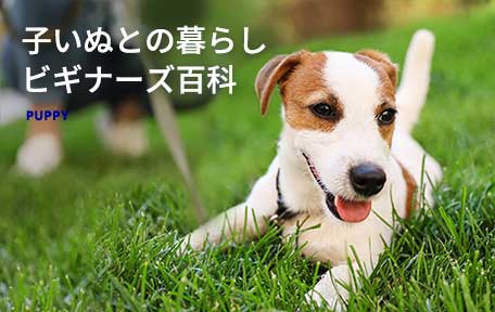 子いぬとの暮らしビギナーズ百科