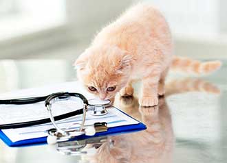 気になる猫の病気の症状や予防法まとめ！