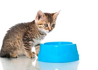 子猫の水分補給は大切！お水の管理と飲まないときの対処法