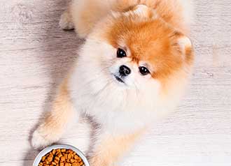 成犬用フードに切り替える時期は？